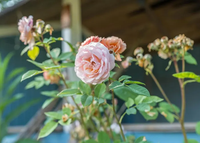 Pfaelzerwald Idyll Schwanheim